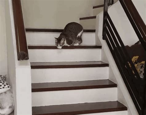 屬狗年次 跳樓梯